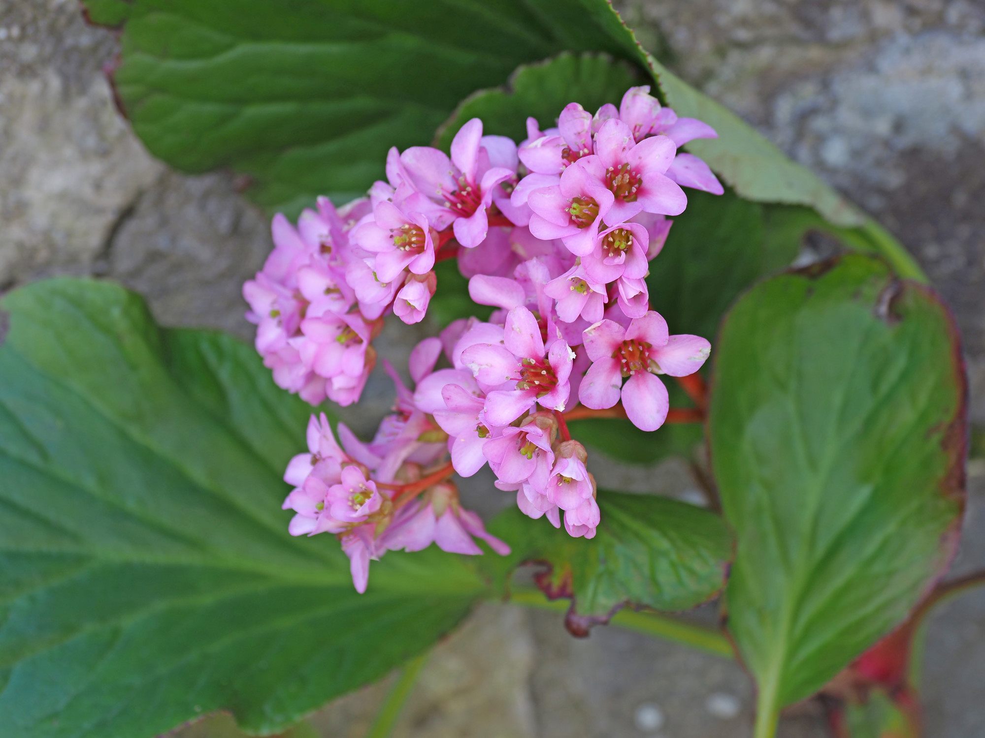 Primeras flores de invierno